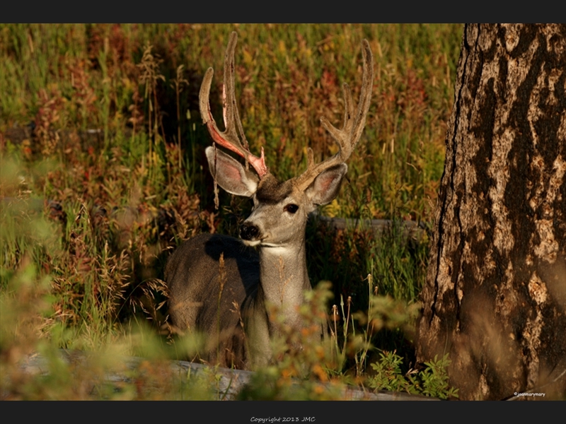 2009 Buck in Yellowstone
