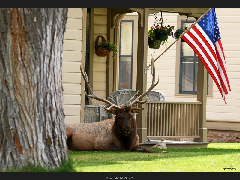 4th of July elk Yellowstone