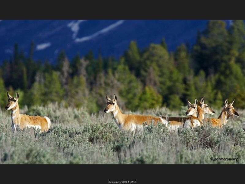 Antelope 2012