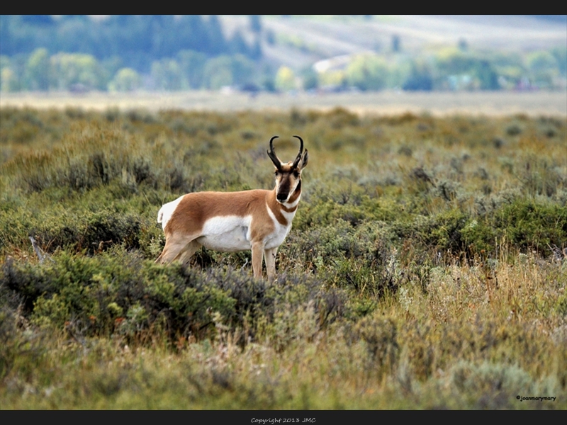 Antelope- Antelope Flats
