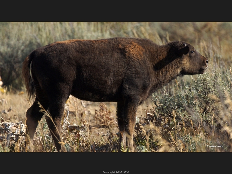Antelope Flats 2012