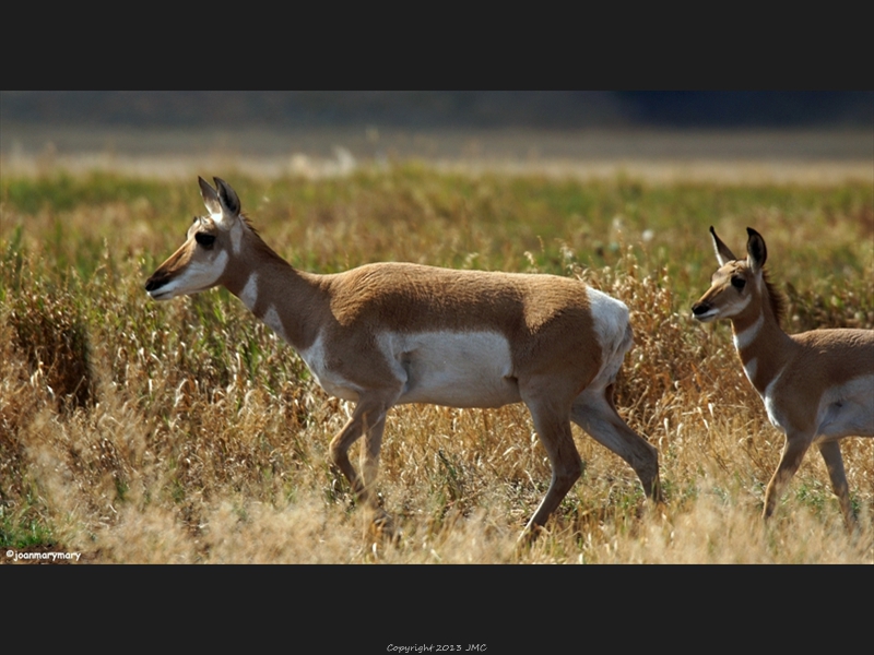 Antelope Moulton Barn Rd 2012 (2)