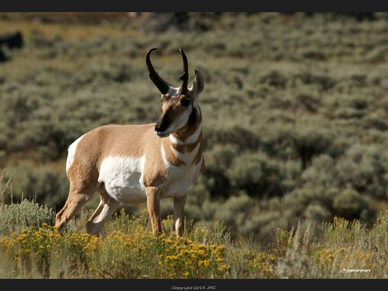 Antelope Yellowstone