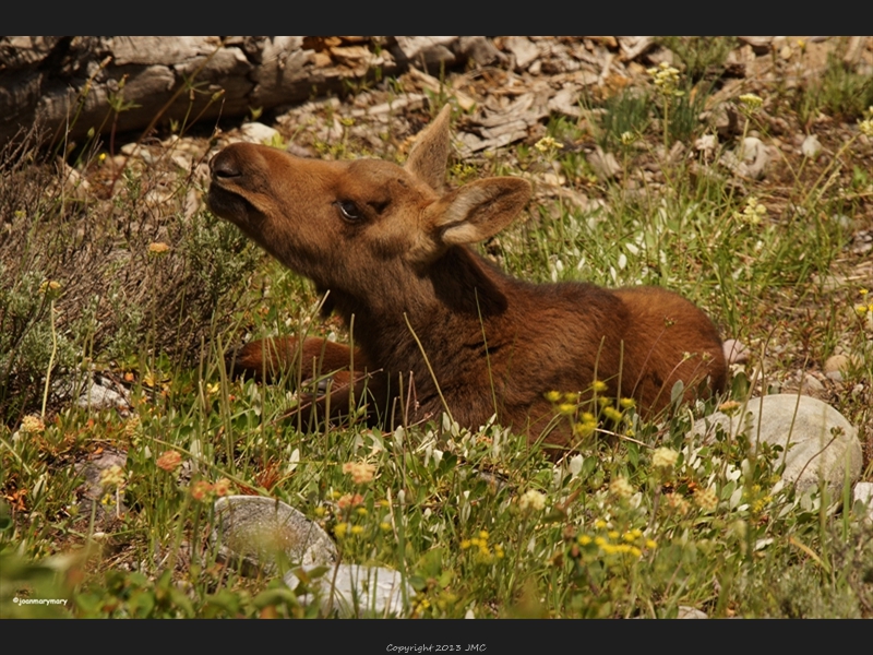 Baby moose (2)