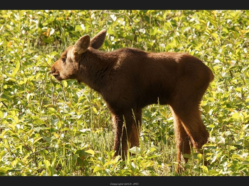 Baby Moose 2012