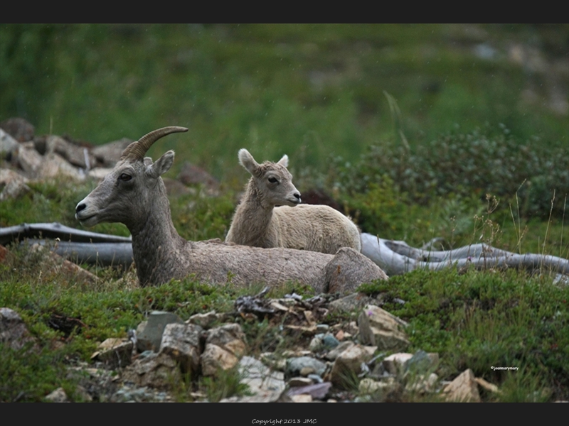 Big horn sheep