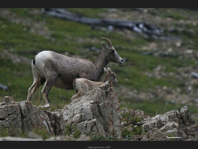 Big Horn Sheep (2)