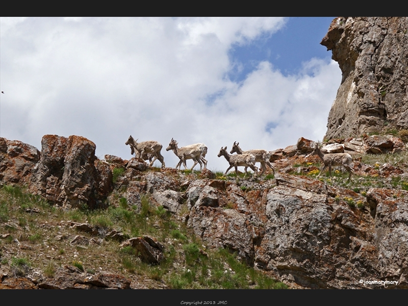 Big horn sheep- Elk Refuge