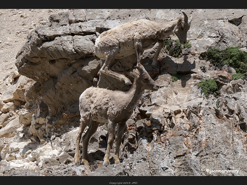 Big horn sheep lambs 