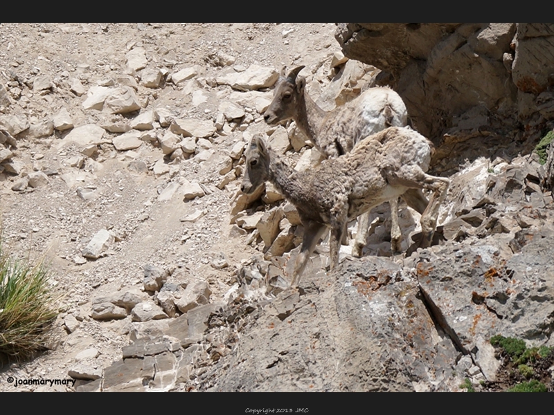 Big horn sheep lambs- Elk Refuge