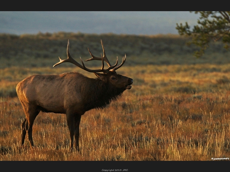 Bugling elk