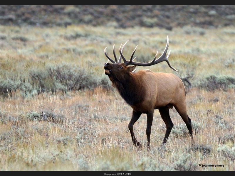 Bugling elk (2)