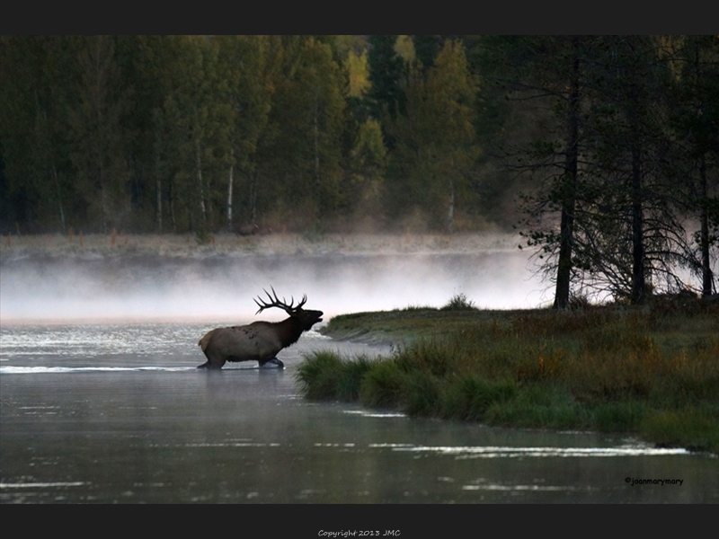 Bull elk bugling