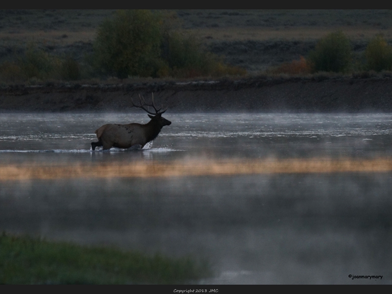 Bull elk crossing Snake River