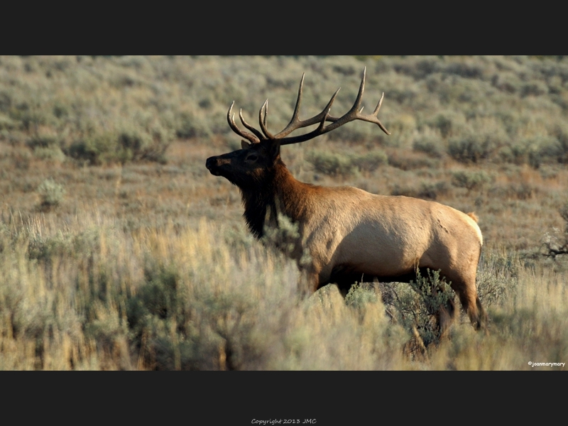 Bull elk near Windy Point (2)