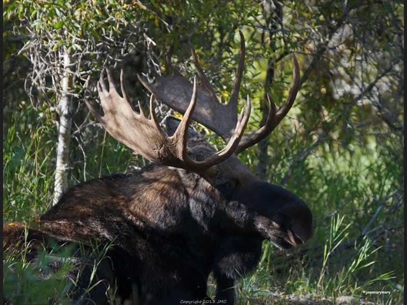 Bull Moose- Fros Ventre- Fall