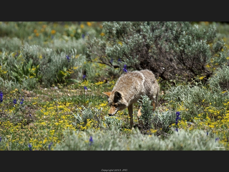 Coyote looking for lunch- Pilgrim Creek rd