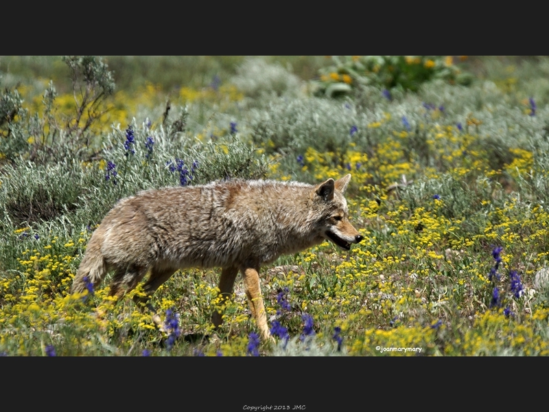 Coyote- Pilgrim Creek Rd