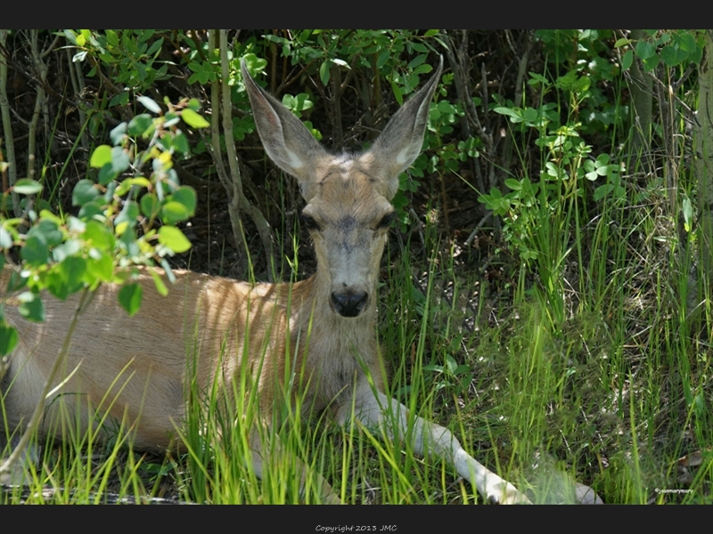 Deer- Blacktail- Yellowstone