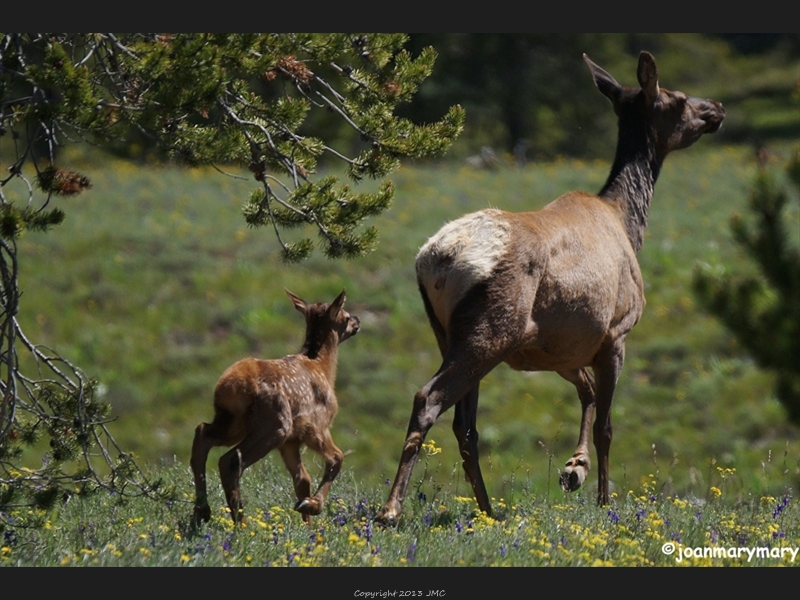 Elk and baby- Dump Rd- Spring