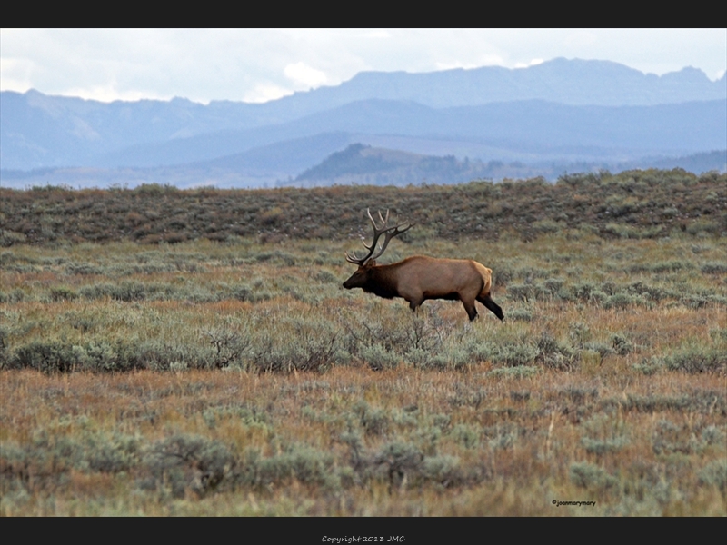 Elk Bull