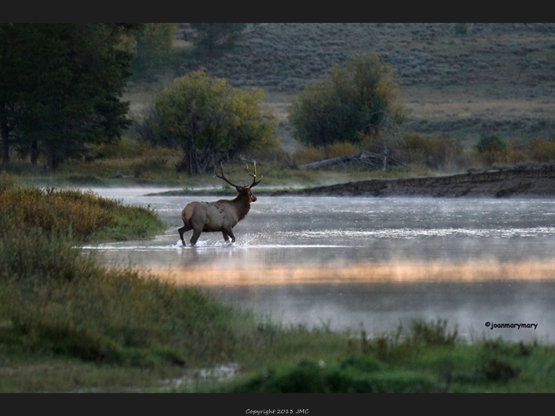 Elk bull crossing Snake River