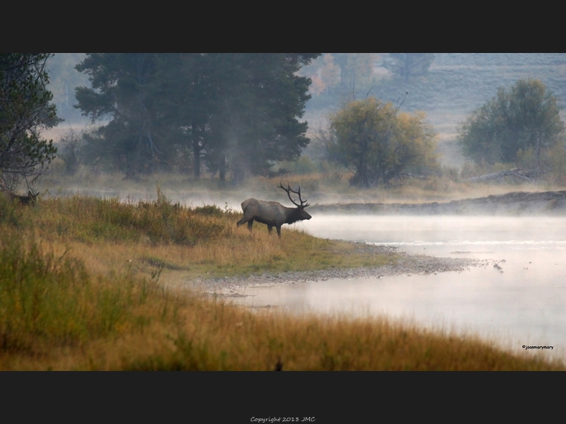 Elk Crossing Cattlemans 2012 (1)