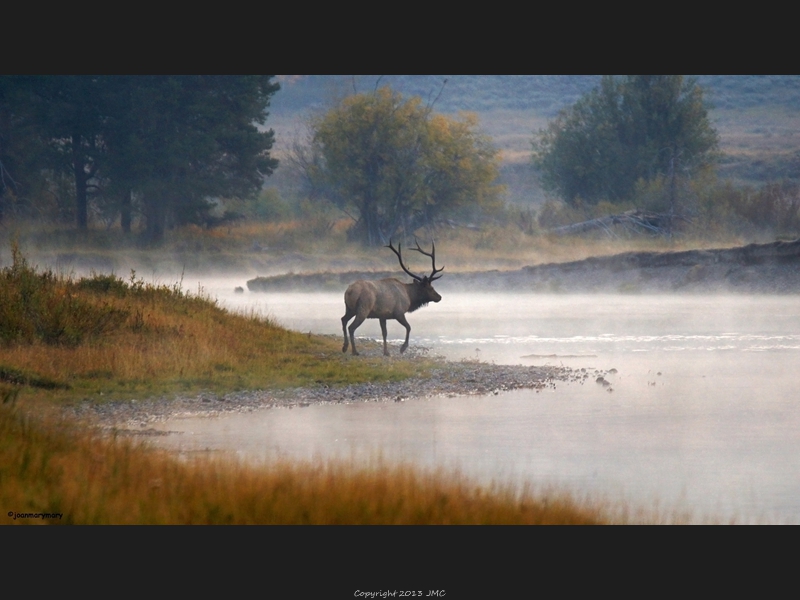 Elk Crossing Cattlemans 2012 (2)