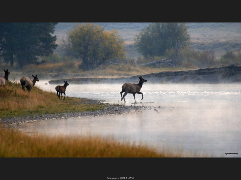 Elk Crossing Cattlemans 2012 (3)