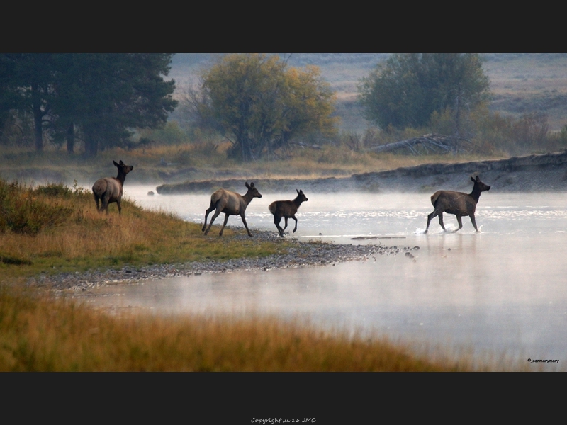 Elk Crossing Cattlemans 2012 (4)