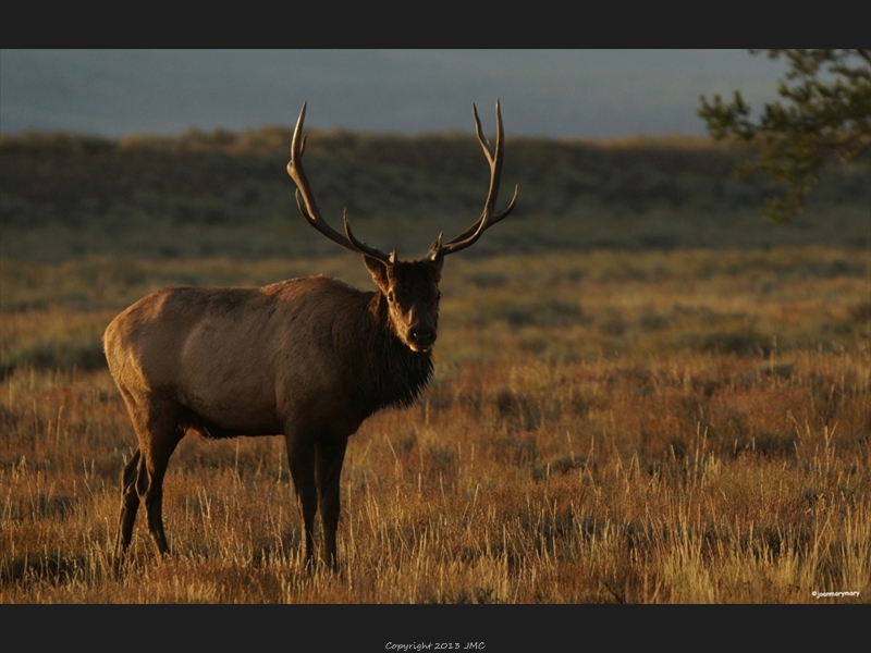 Elk in early morning light