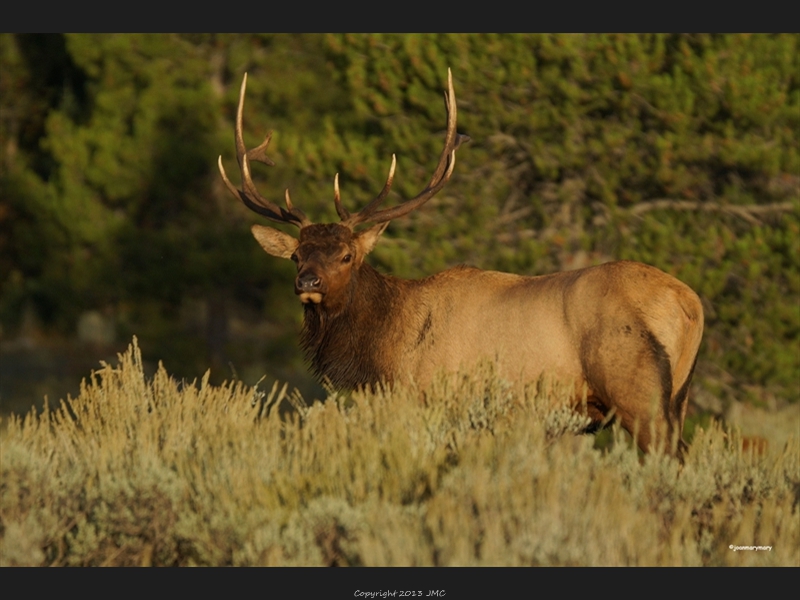 Elk near Lupine Meadows