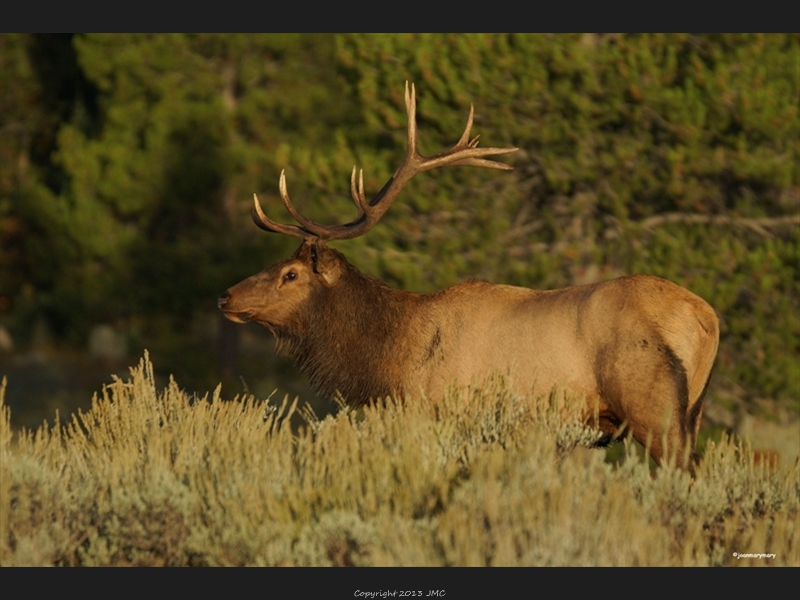 Elk near Lupine Meadows1