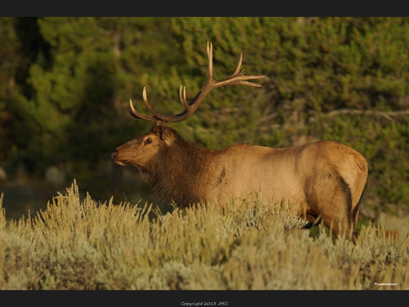 Elk near Lupine Meadows1