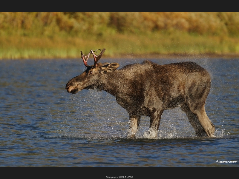 Frisky Spiker- Glacier (2)