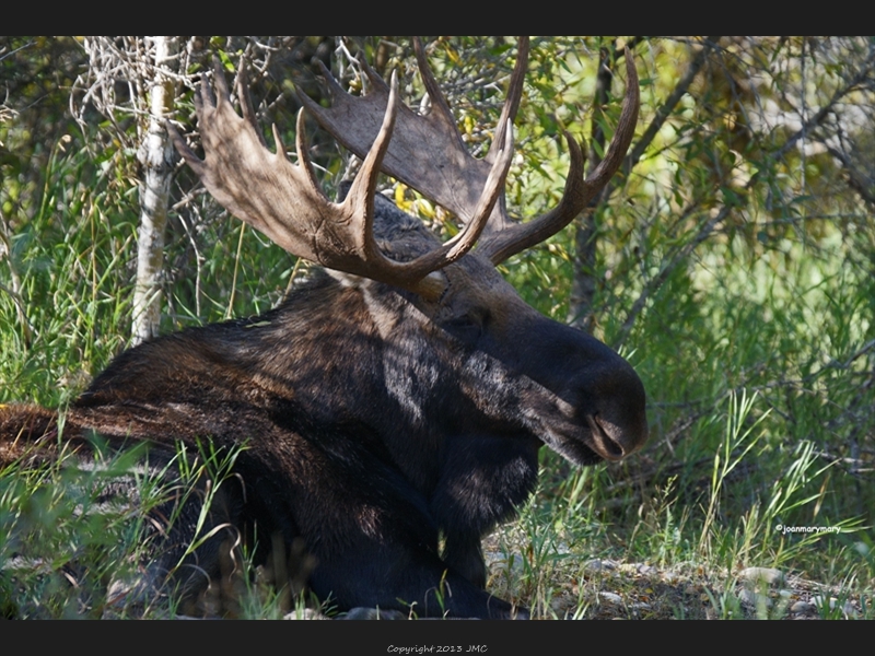 Gros Ventre Campground