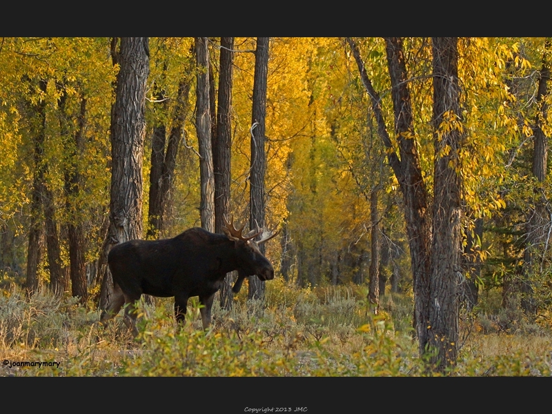 Gros Ventre Campground 2012