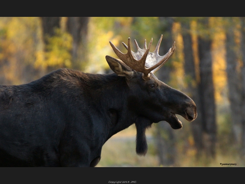 Gros Ventre Campground 2012 (11)