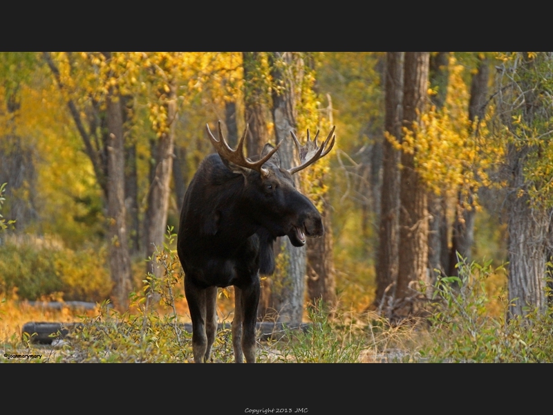 Gros Ventre Campground 2012 (13)