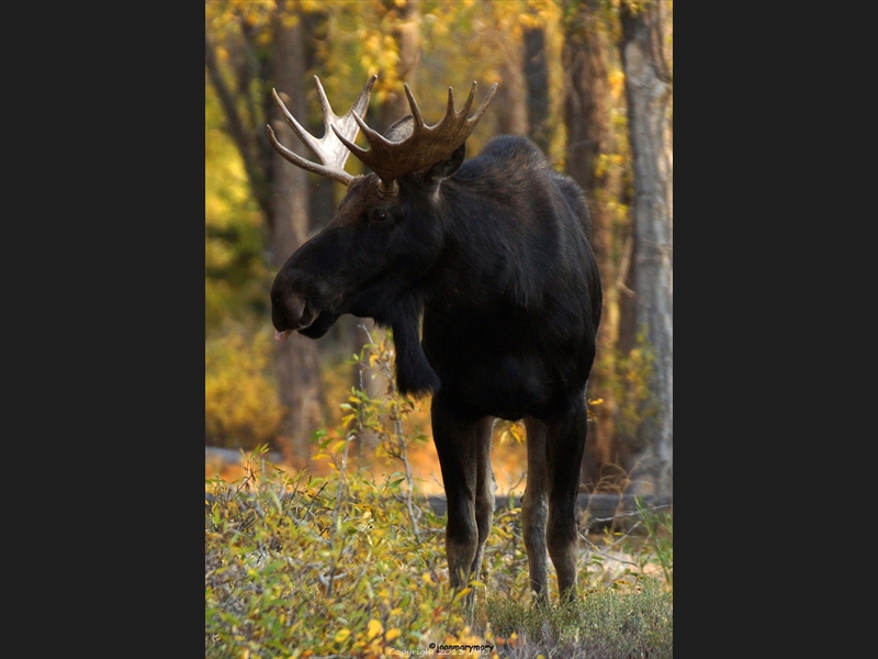 Gros Ventre Campground 2012 (14)