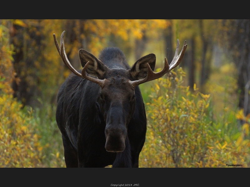 Gros Ventre Campground 2012 (15)