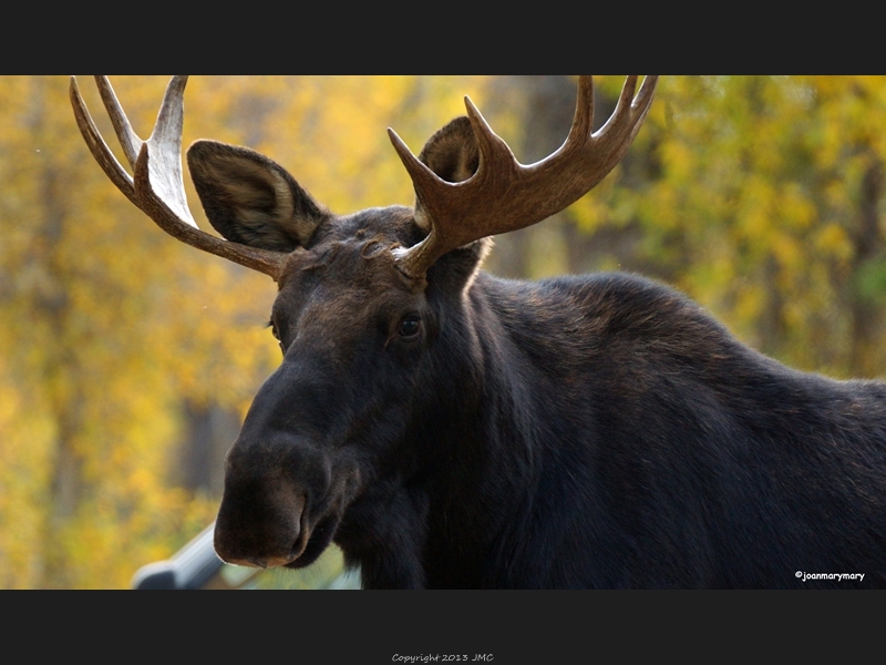 Gros Ventre Campground 2012 (16)