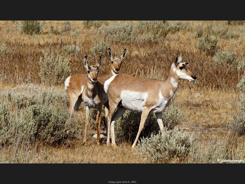 Gros Ventre Rd 2012 (3)