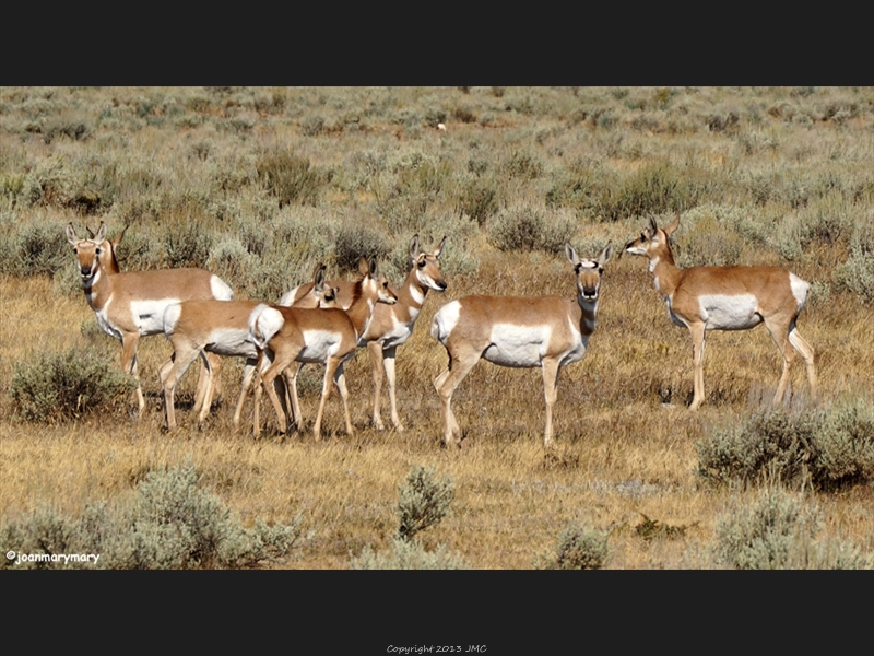 Gros Ventre Rd 2012 (4)