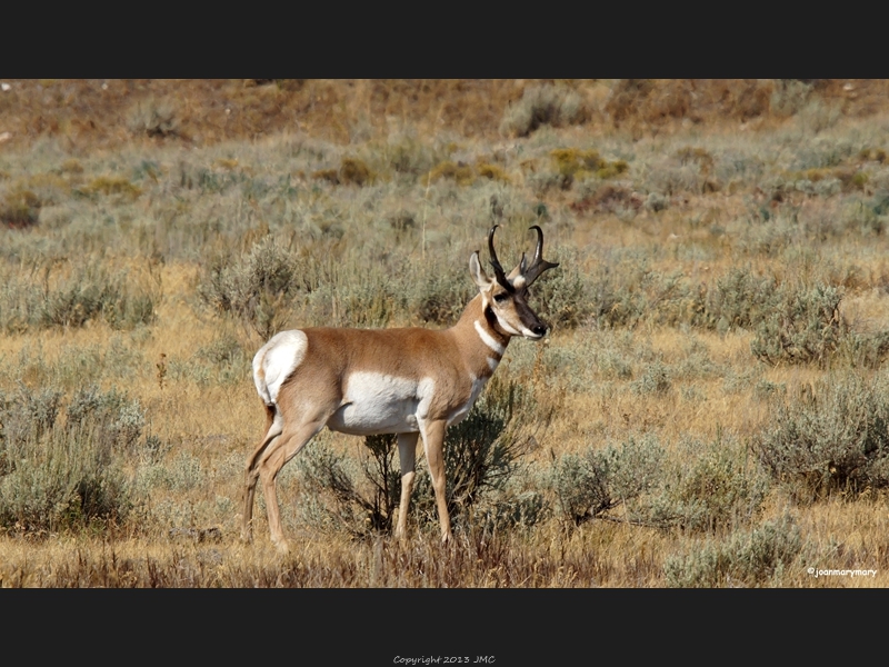 Gros Ventre Rd 2012 (5)