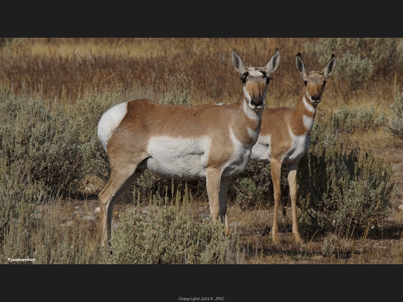 Gros Ventre Rd 2012 (6)