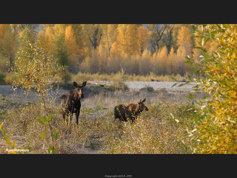 Gros Ventre River 2012 (1)