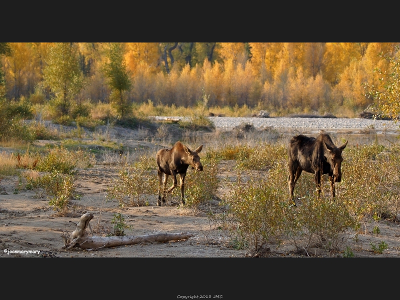 Gros Ventre River 2012 (2)