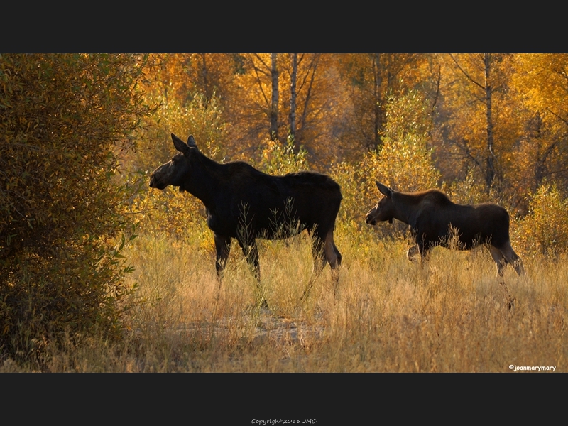 Gros Ventre River 2012 (4)