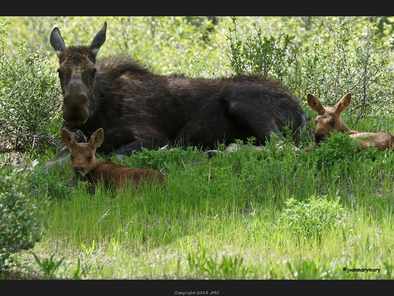 Mama and twins- Gros Ventre
